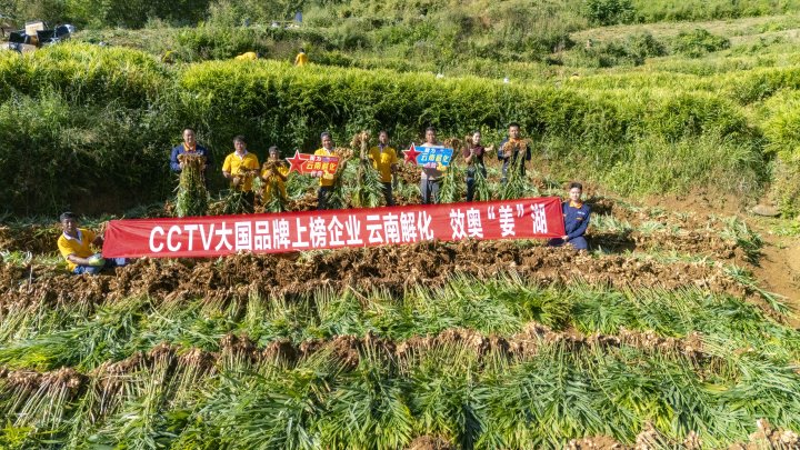 墨江象鼻村生姜大丰登！从种植、施肥到采摘，云南解化全程“呵护”